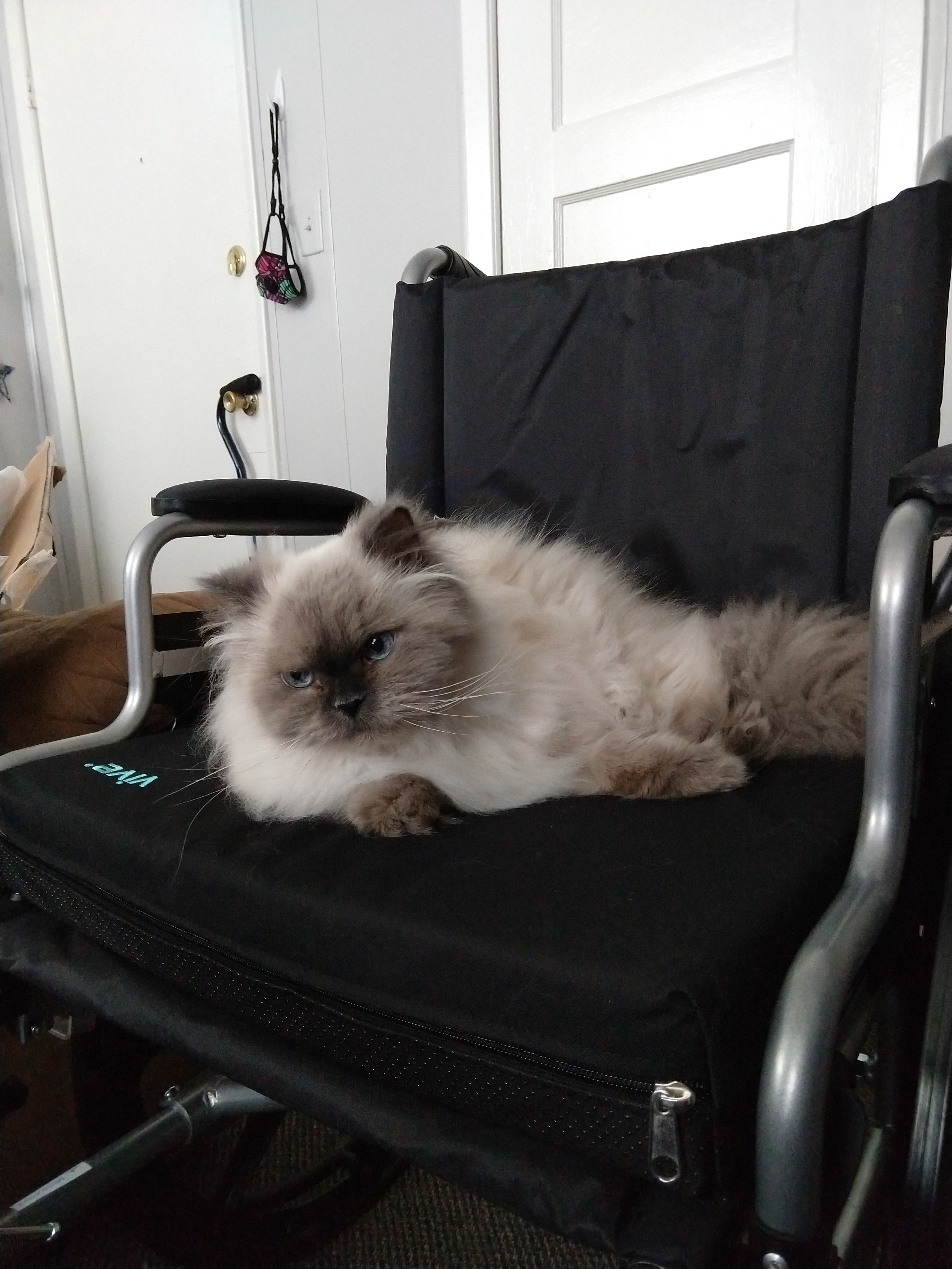 Image of a black wheelchair with a Lilac-point Himalayan cat lounging on it.